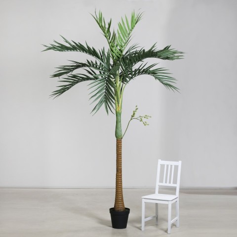 PIANTA DI PALMA H270 2